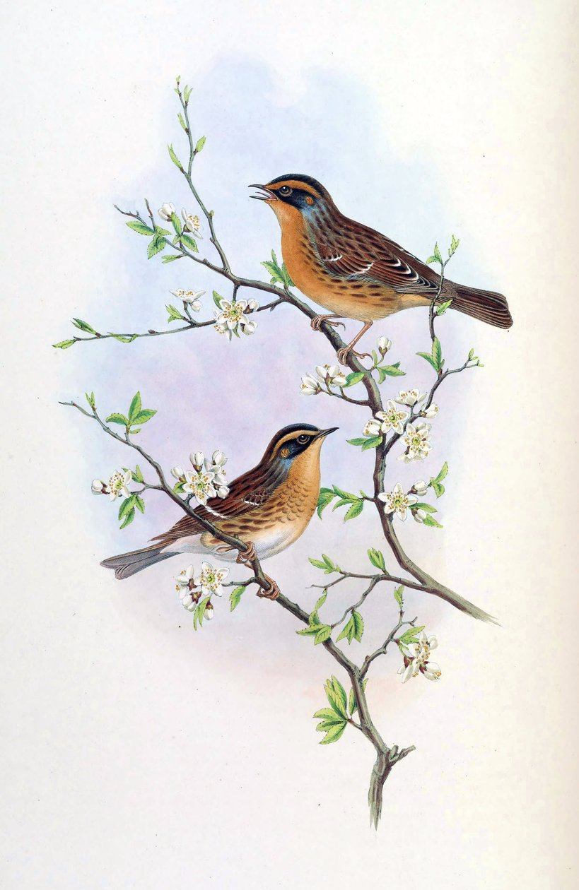 Accentor montanellus = Prunella montanella door John Gould