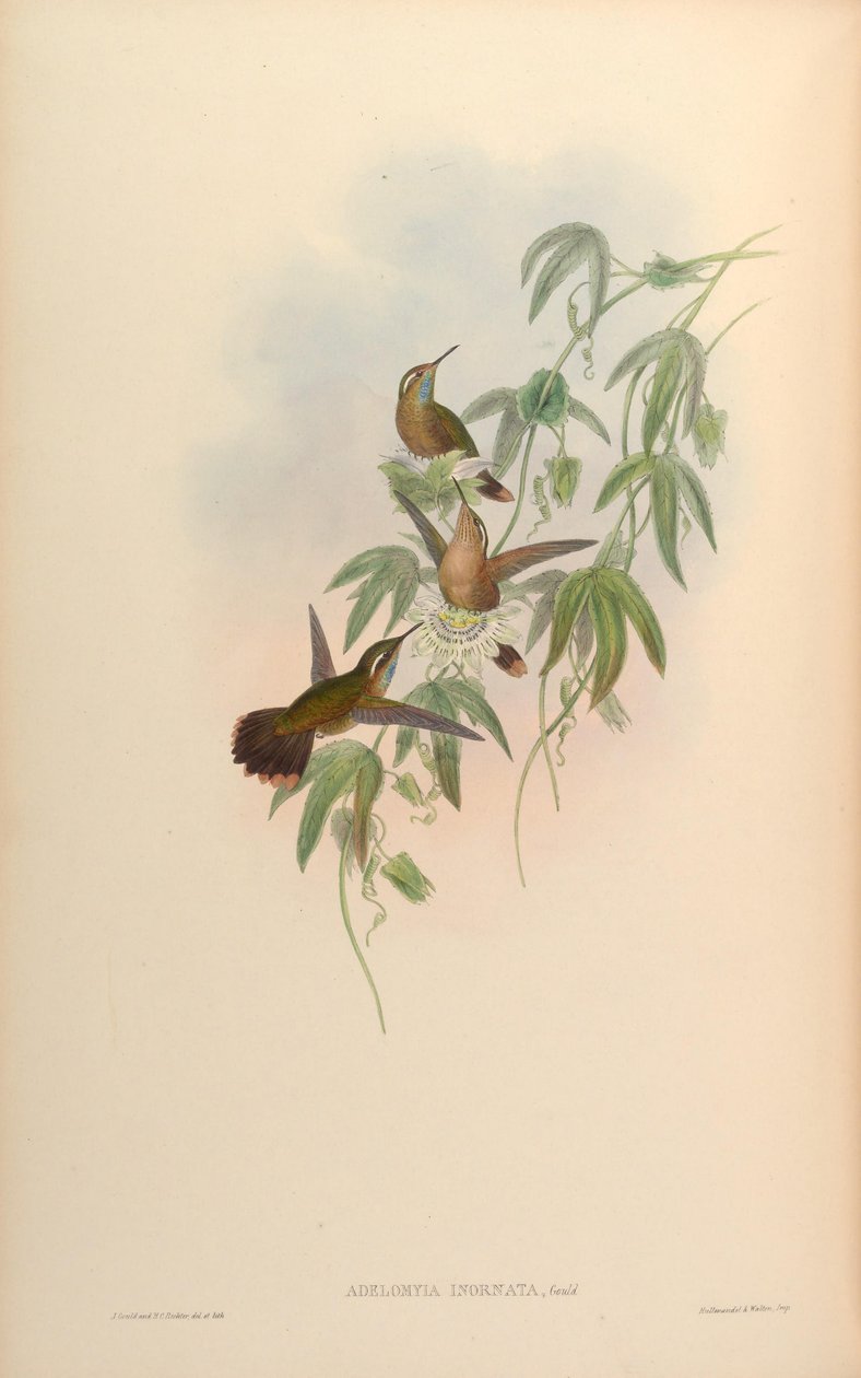 Adelomyia inornata = Adelomyia melanogenys inornata door John Gould