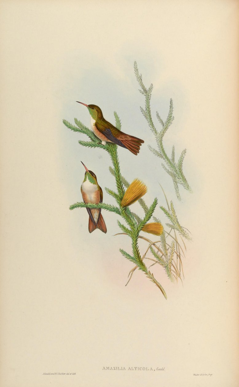Amazilia alticola door John Gould