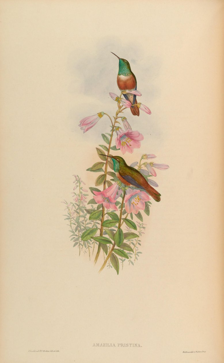 Amazilia pristina door John Gould