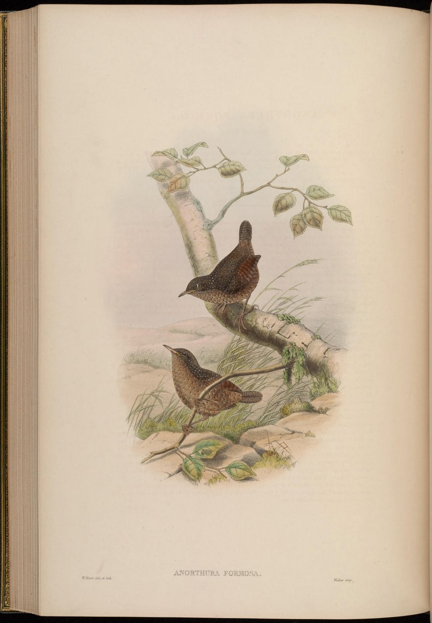 Anorthura formosa = Spelaeornis formosus door John Gould