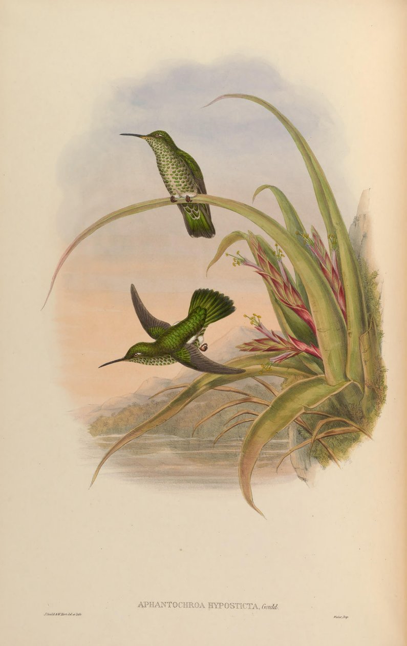 Aphantochroa hyposticta = Taphrospilus hypostictus door John Gould