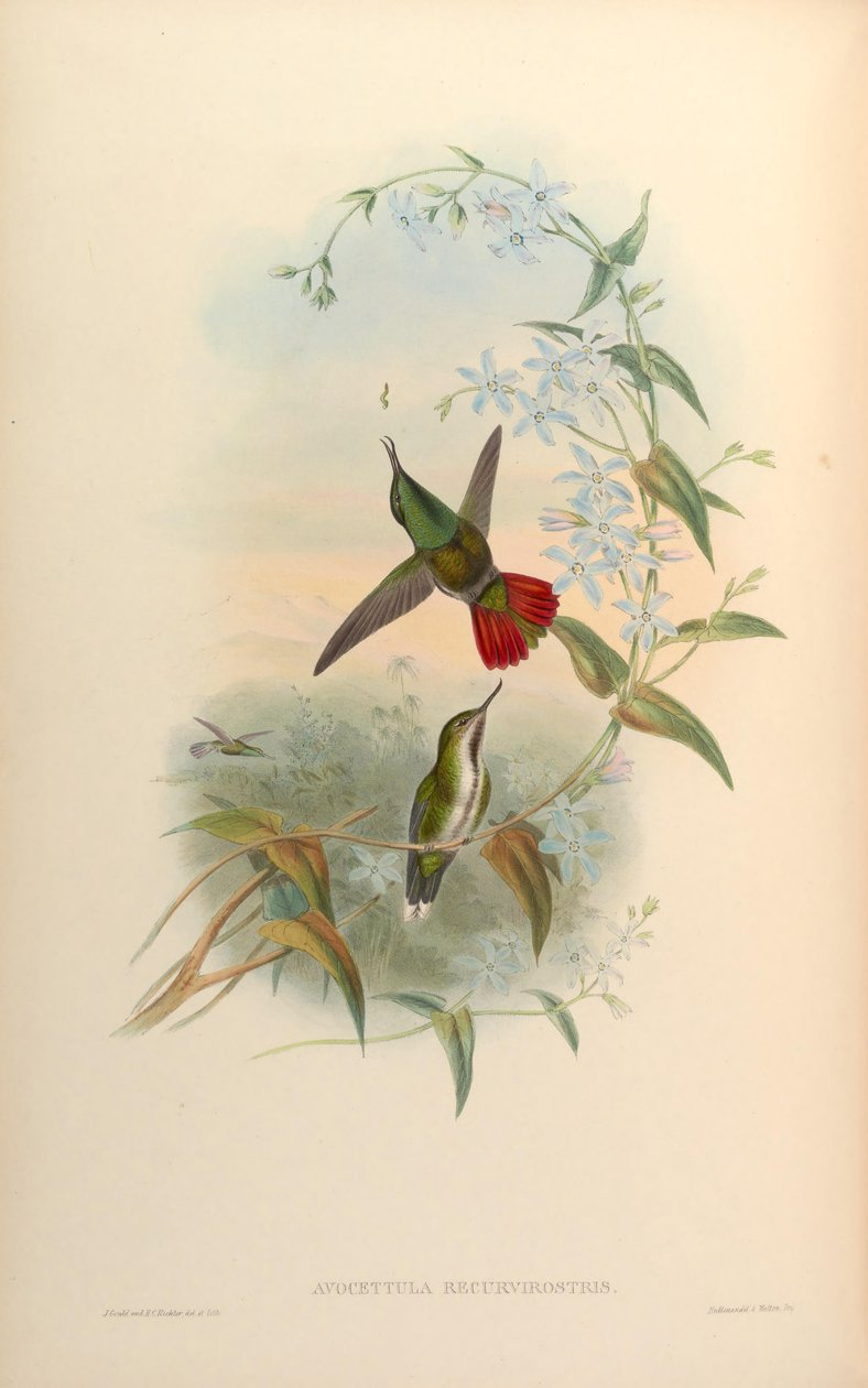 Avocettula recurvirostris door John Gould