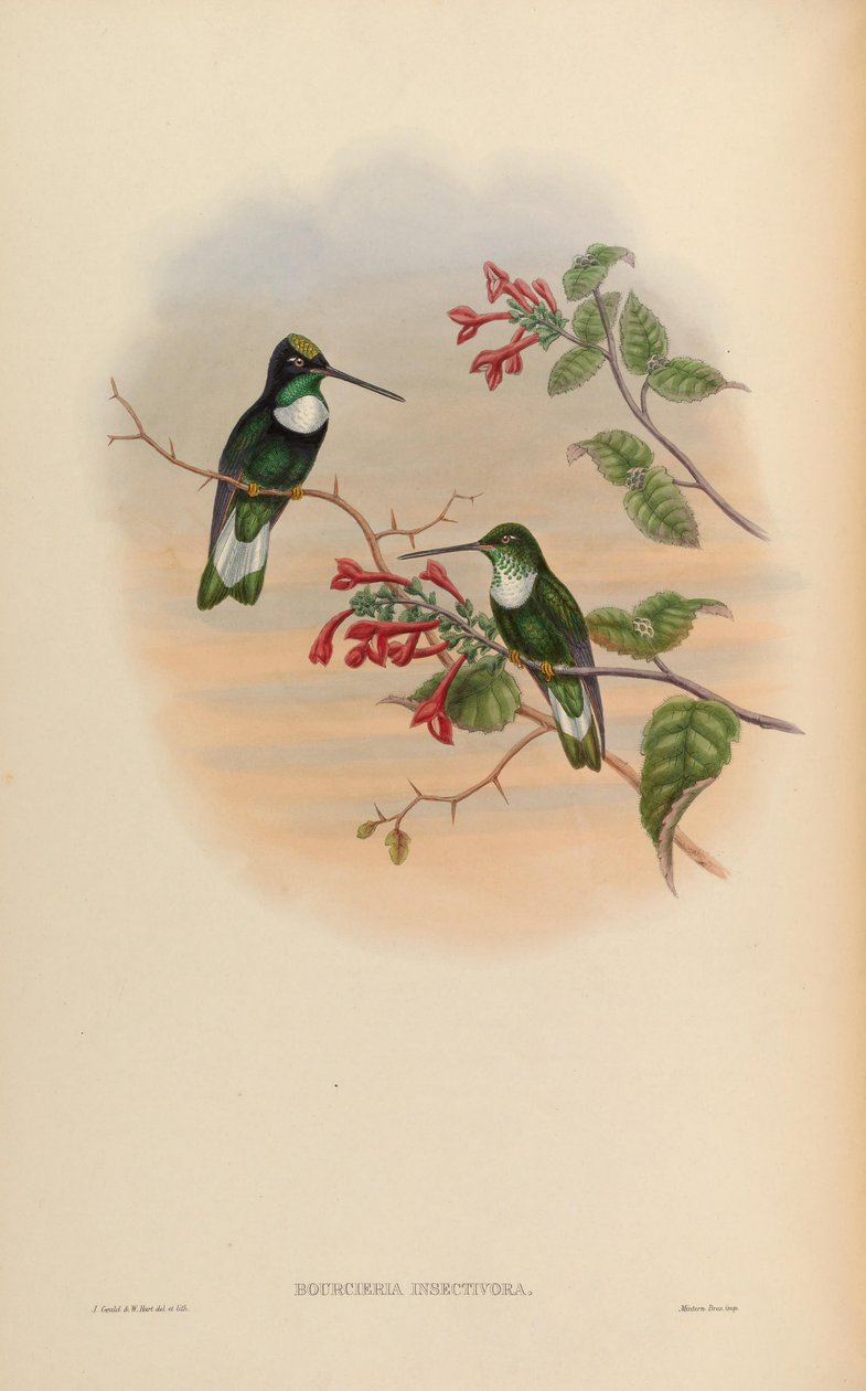 Bourcieria insectivora = Coeligena torquata insectivora door John Gould