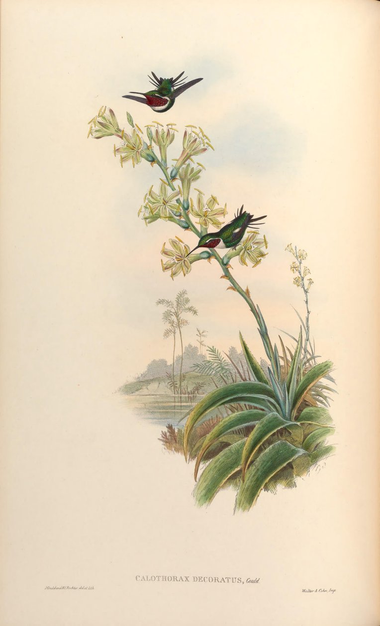 Calothorax decoratus = Chaetocercus mulsant x Ch. heliodor door John Gould