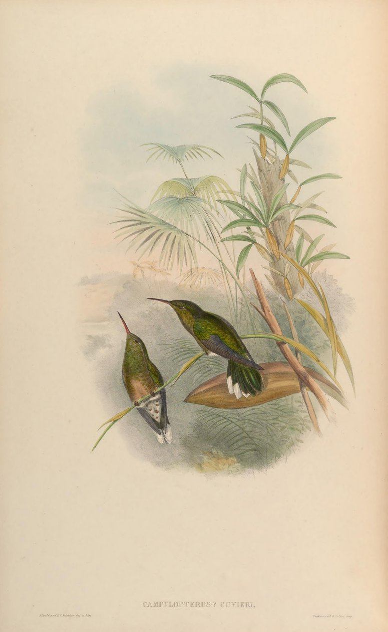 Campylopterus cuvierii = Phaeochroa cuvierii maculicauda door John Gould