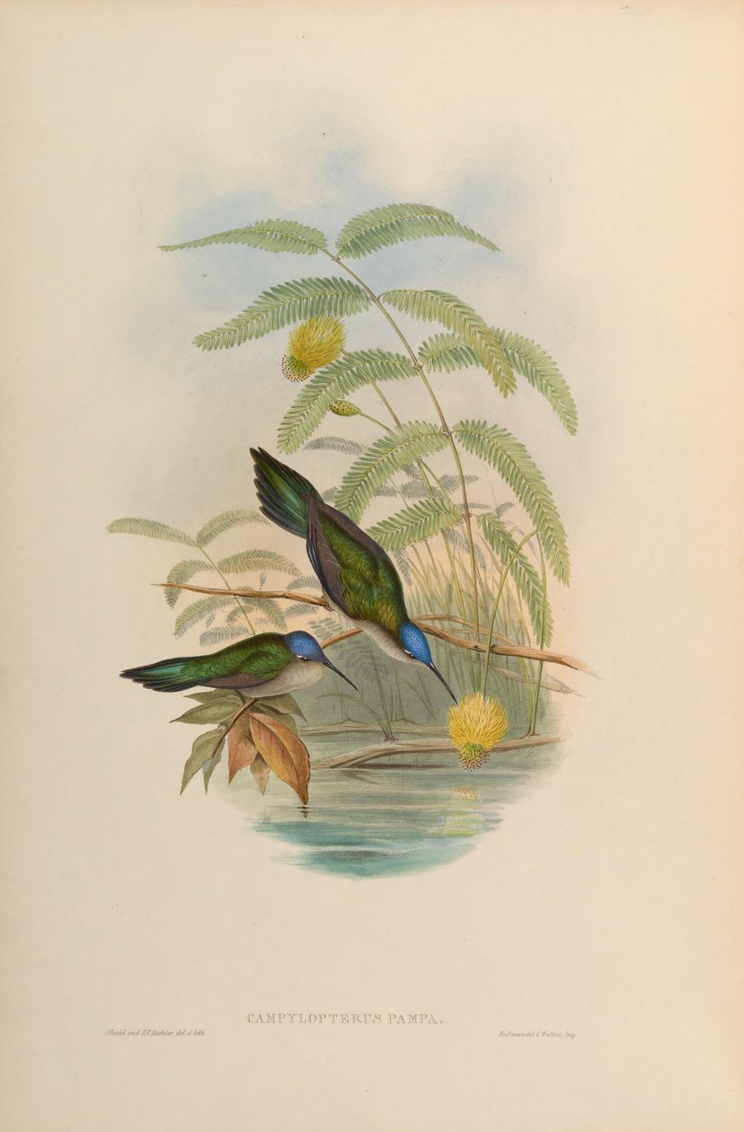 Campylopterus pampa door John Gould