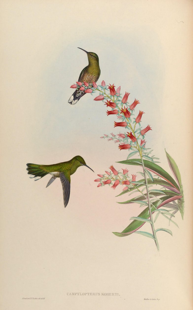 Campylopterus roberti = Phaeochroa cuvierii roberti door John Gould