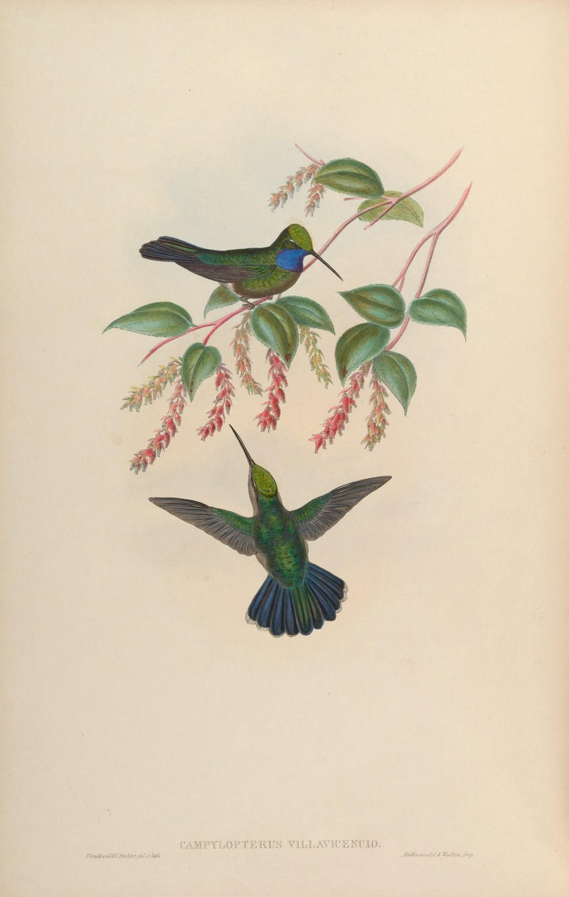 Campylopterus villaviscensio door John Gould