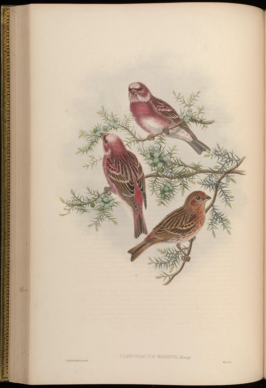 Carpodacus roseus door John Gould