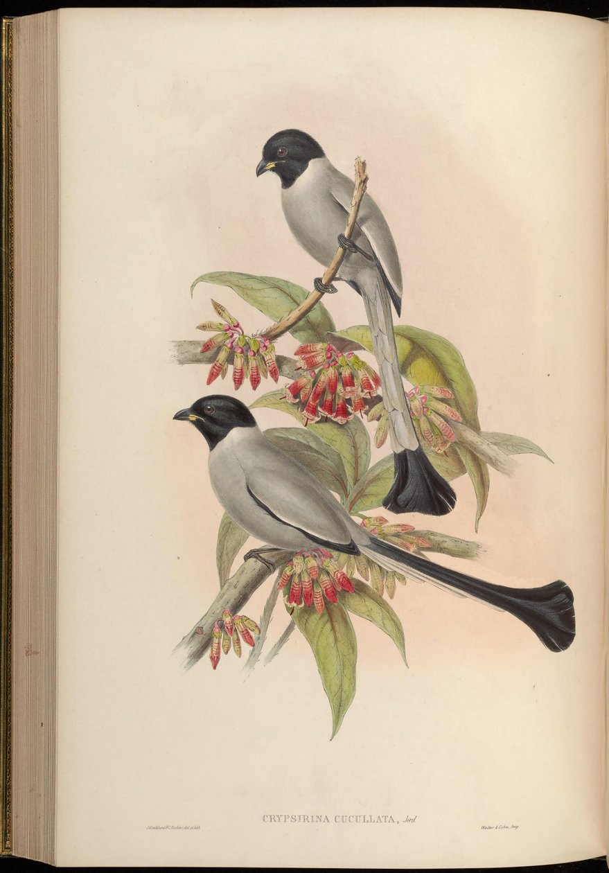 Chrypsirhina cucullata door John Gould