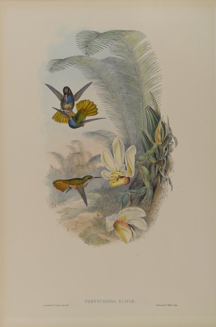 Chrysuronia Eliciae: Elicias Gouden Staart door John Gould