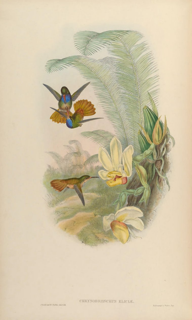 Hylocharis eliciae door John Gould