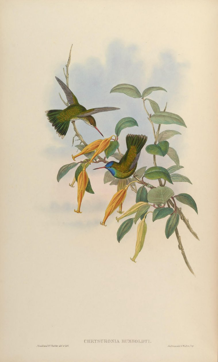Hylocharis humboldti door John Gould