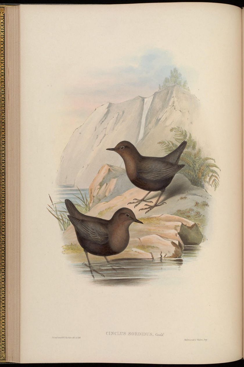 Cinclus sordidus = donkere vorm van Cinclus cinclus cashmeriensis door John Gould