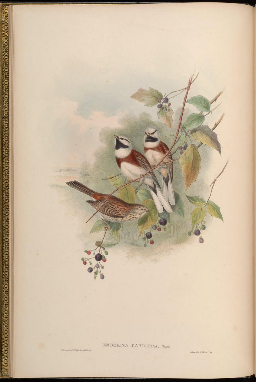 Emberiza caniceps = Emberiza stewarti door John Gould