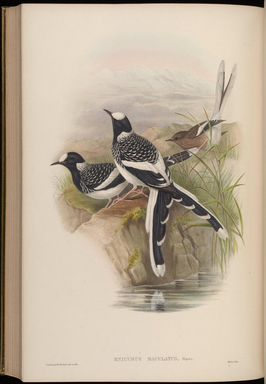 Enicurus maculatus door John Gould