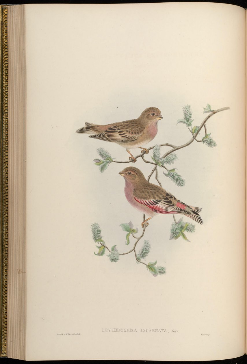 Erythrospiza incarnata = Bucanetes mongolicus door John Gould