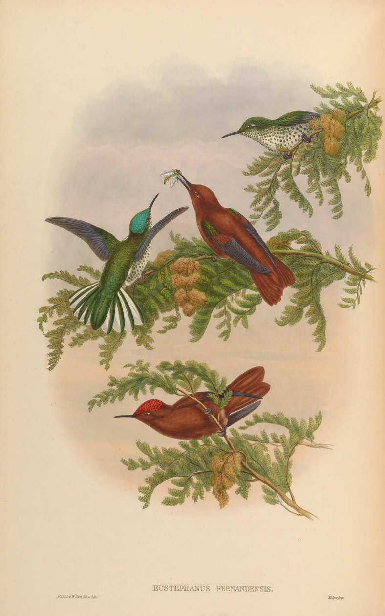 Eustephanus fernandensis = Sephanoides fernandensis fernandensis door John Gould