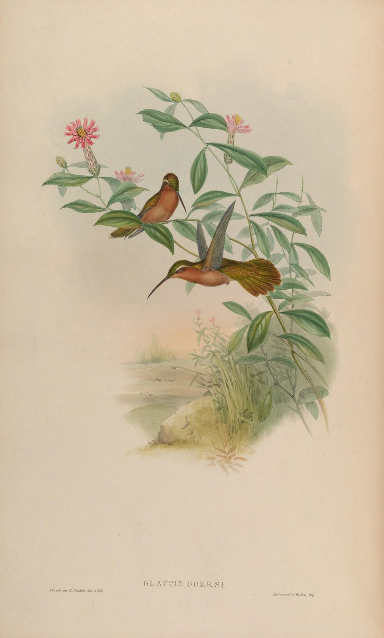 Glaucis dohrni = Glaucis dohrnii door John Gould