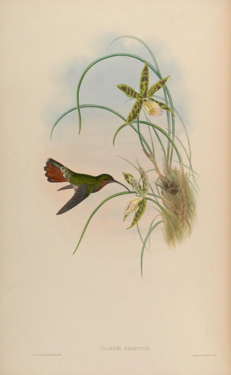Glaucis hirsutus door John Gould