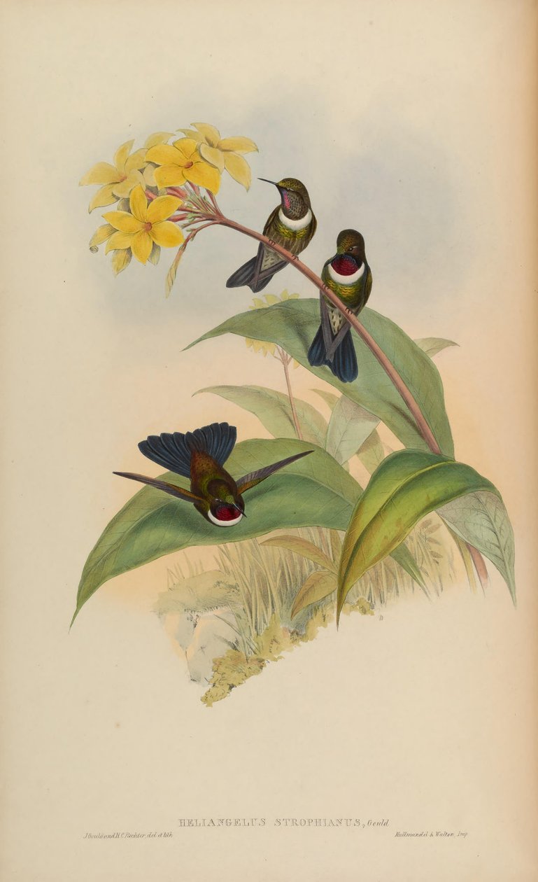 Heliangelus strophianus door John Gould