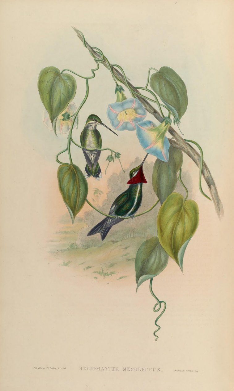 Heliomaster mesoleucus = Heliomaster squamosus door John Gould
