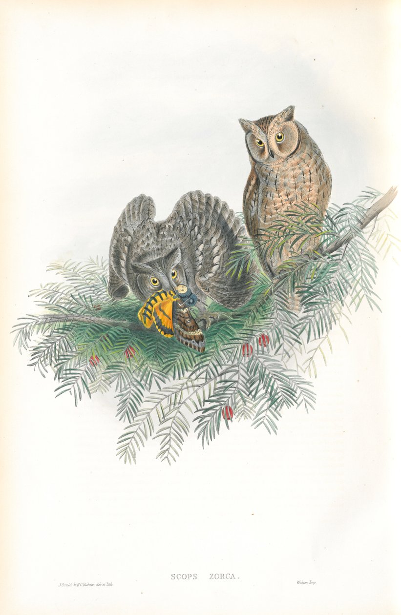 Illustratie van Scops Zorca (Dwergooruil) door John Gould