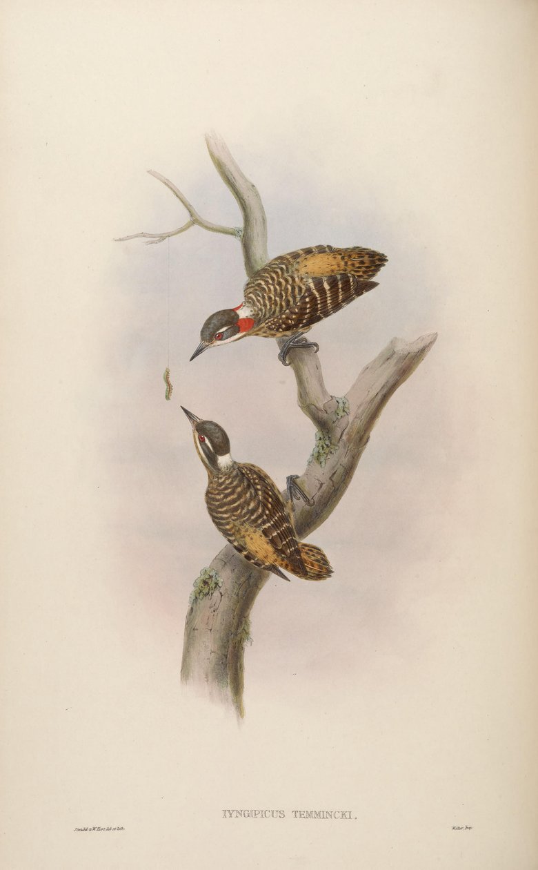 Iyngipicus temmincki = Dendrocopos temminckii door John Gould