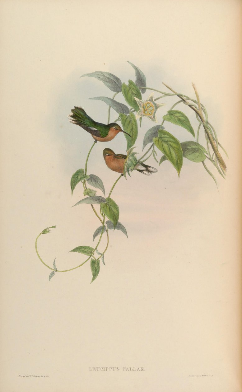 Leucippus fallax door John Gould