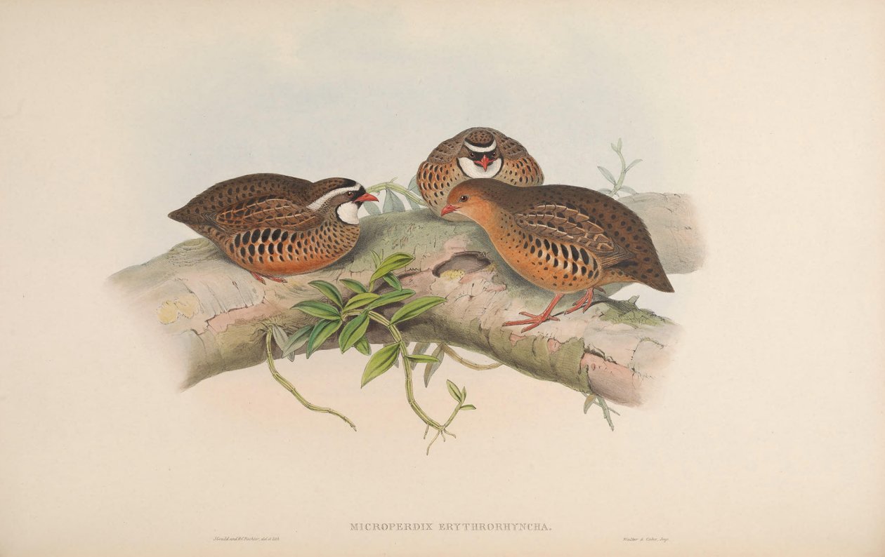 Microperdix erythrorhyncha = Perdicula erythrorhyncha door John Gould