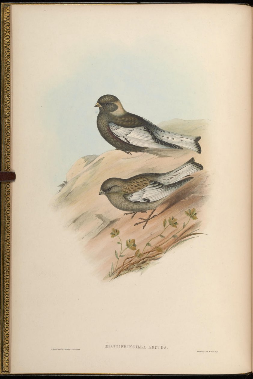Montifringilla arctoa = Passer arctous = Leucosticte arctoa door John Gould