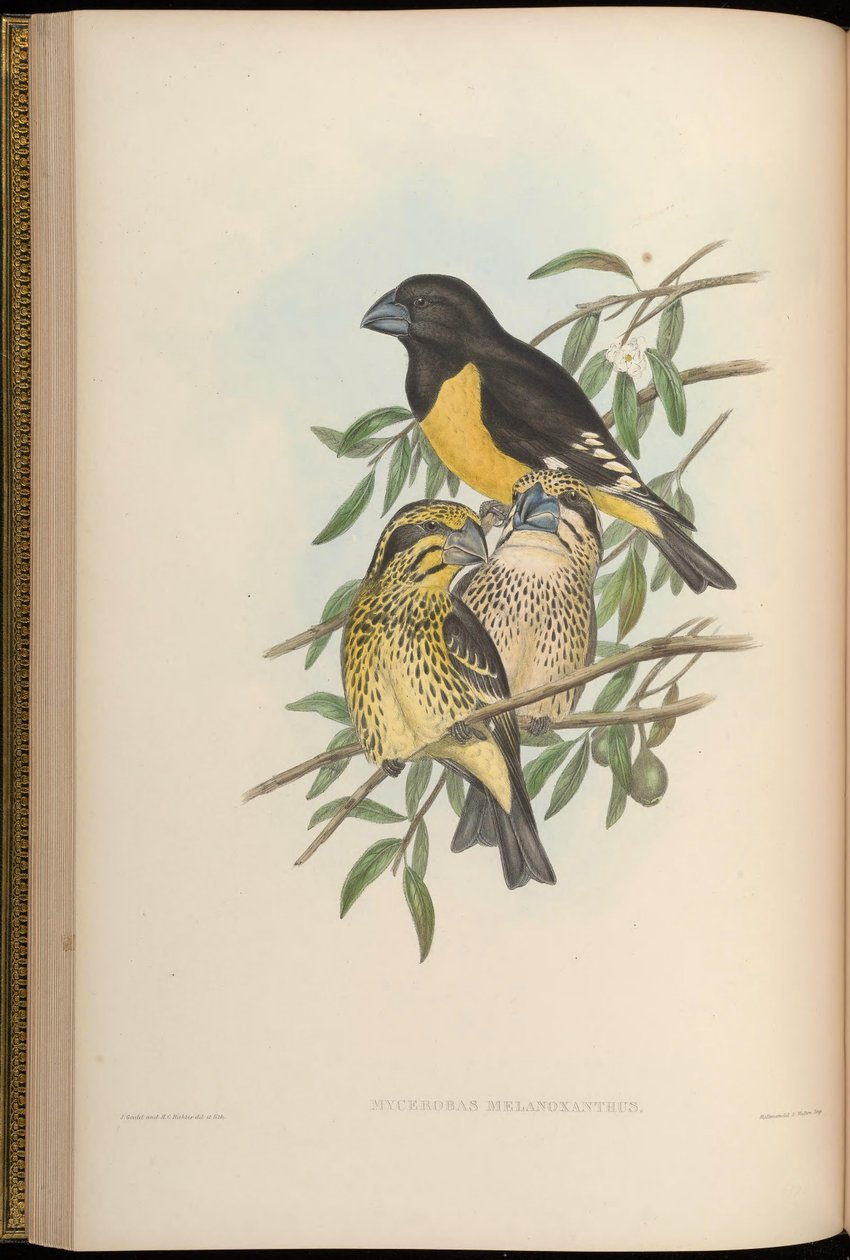 Mycerobas melanozanthos door John Gould