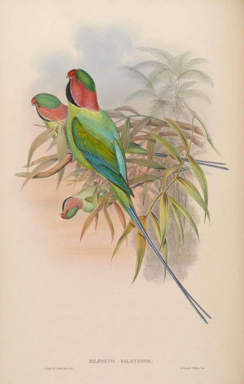 Palæornis malaccensis = Psittacula longicauda nicobarica door John Gould