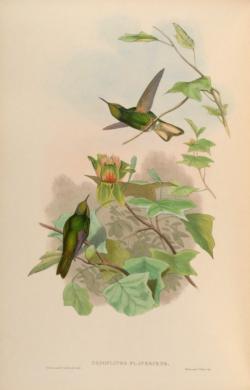 Panoplites flavescens = Boissonneaua flavescens door John Gould