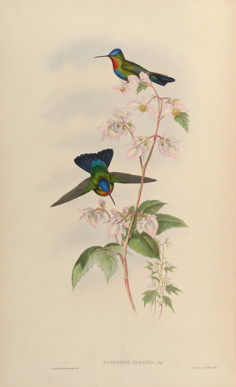 Panterpes insignis door John Gould