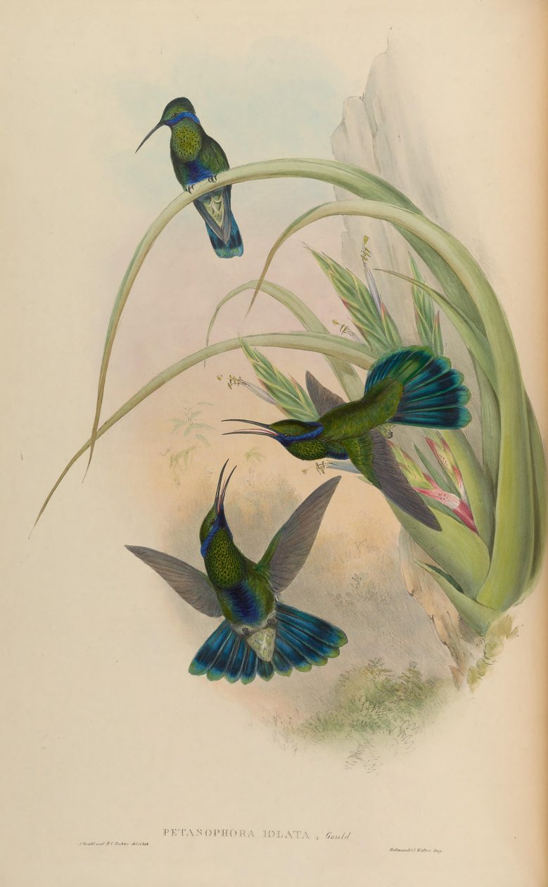 Petasophora iolata = Colibri coruscans iolatus door John Gould