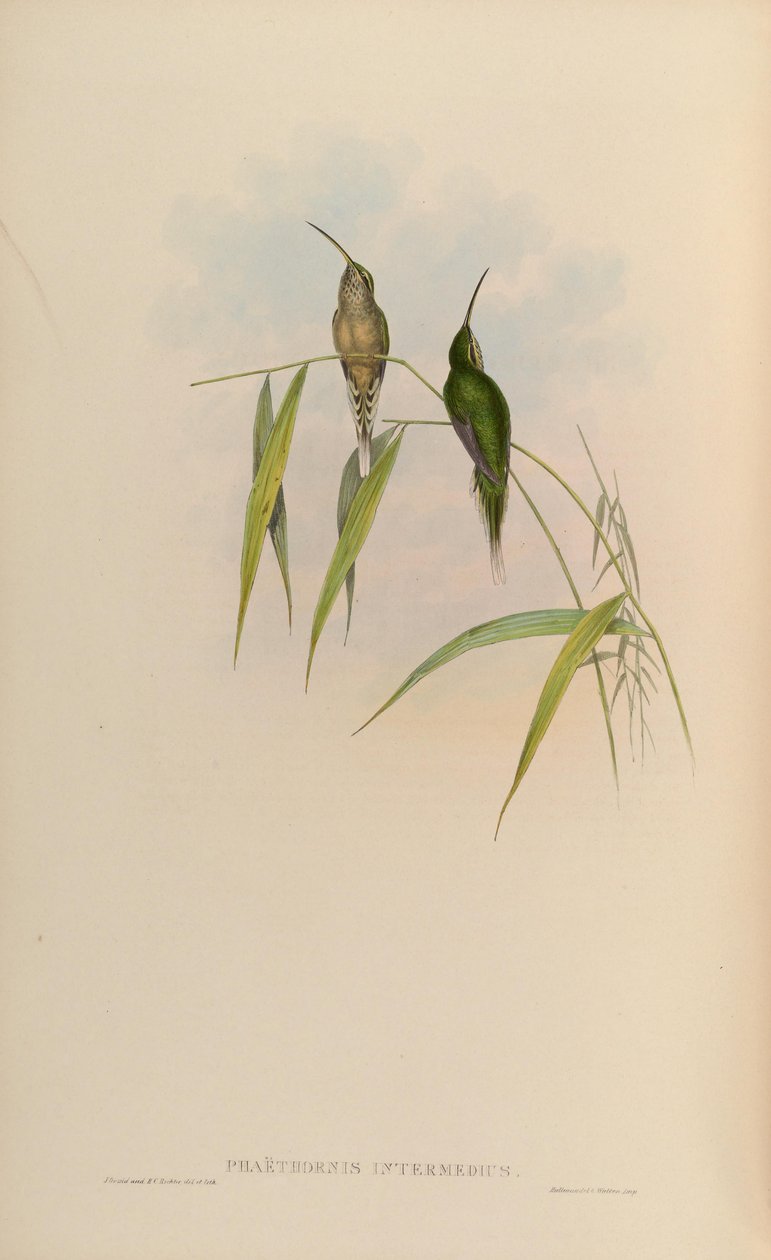 Phaethornis intermedius = Phaethornis squalidus door John Gould