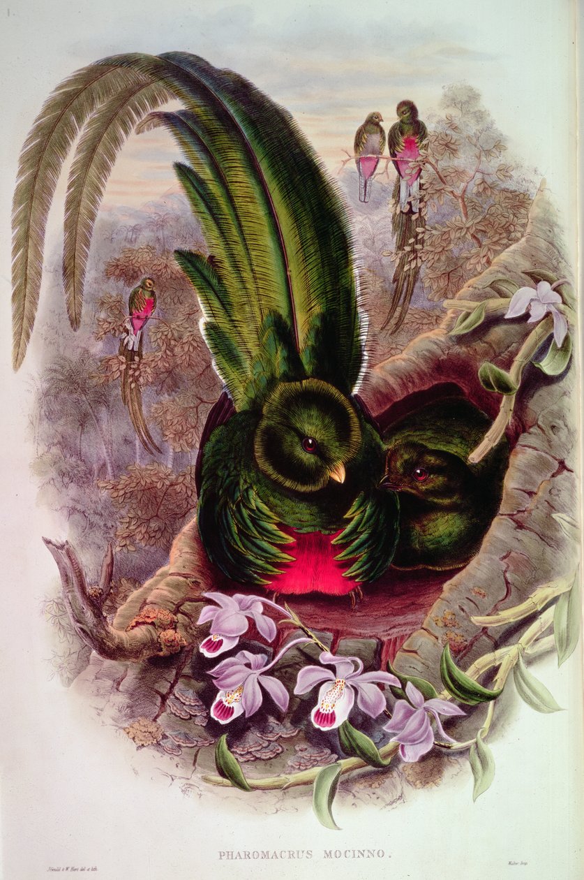 Pharomachrus Mocinno, gegraveerd door T. Walter door John Gould