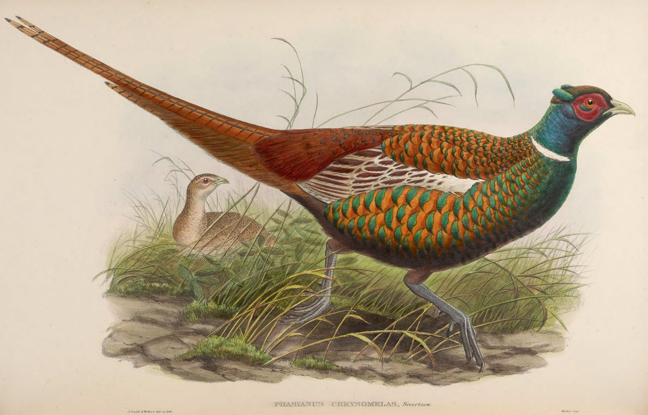 Phasianus chrysomelas = Phasianus colchicus chrysomelas door John Gould