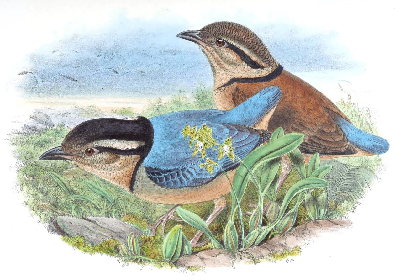Pitta caerulea = Hydrornis caeruleus door John Gould