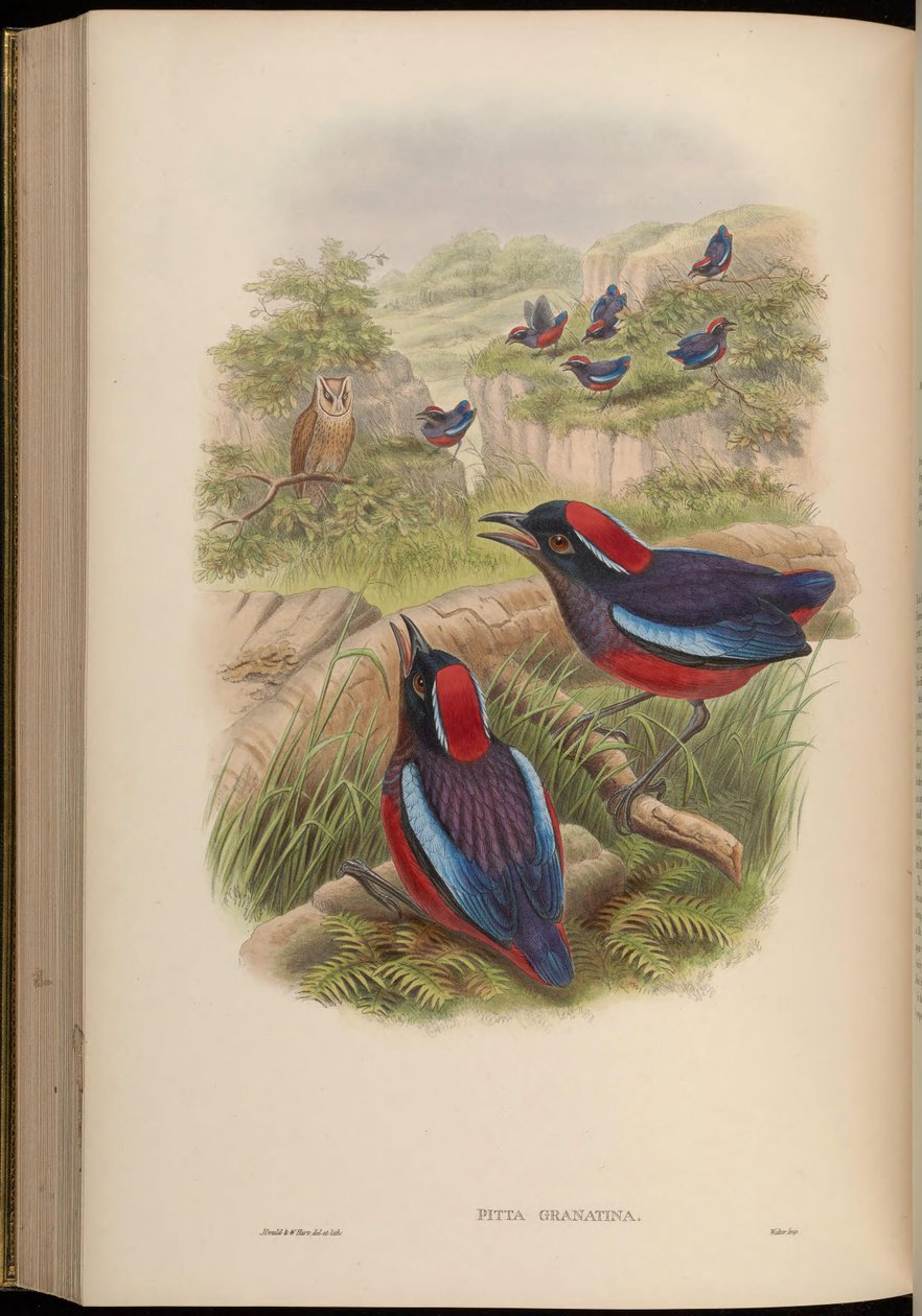 Pitta granatina = Erythropitta granatina granatina door John Gould