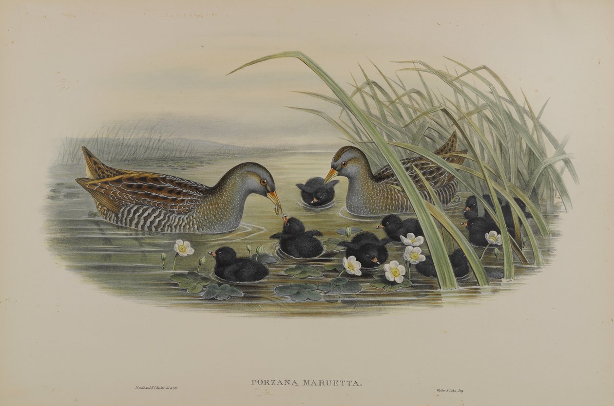 Porzana Maruetta - Porseleinhoen door John Gould