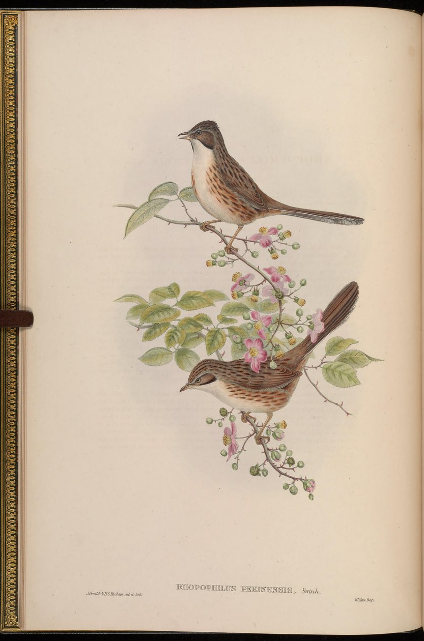Rhopophilus pekinensis door John Gould