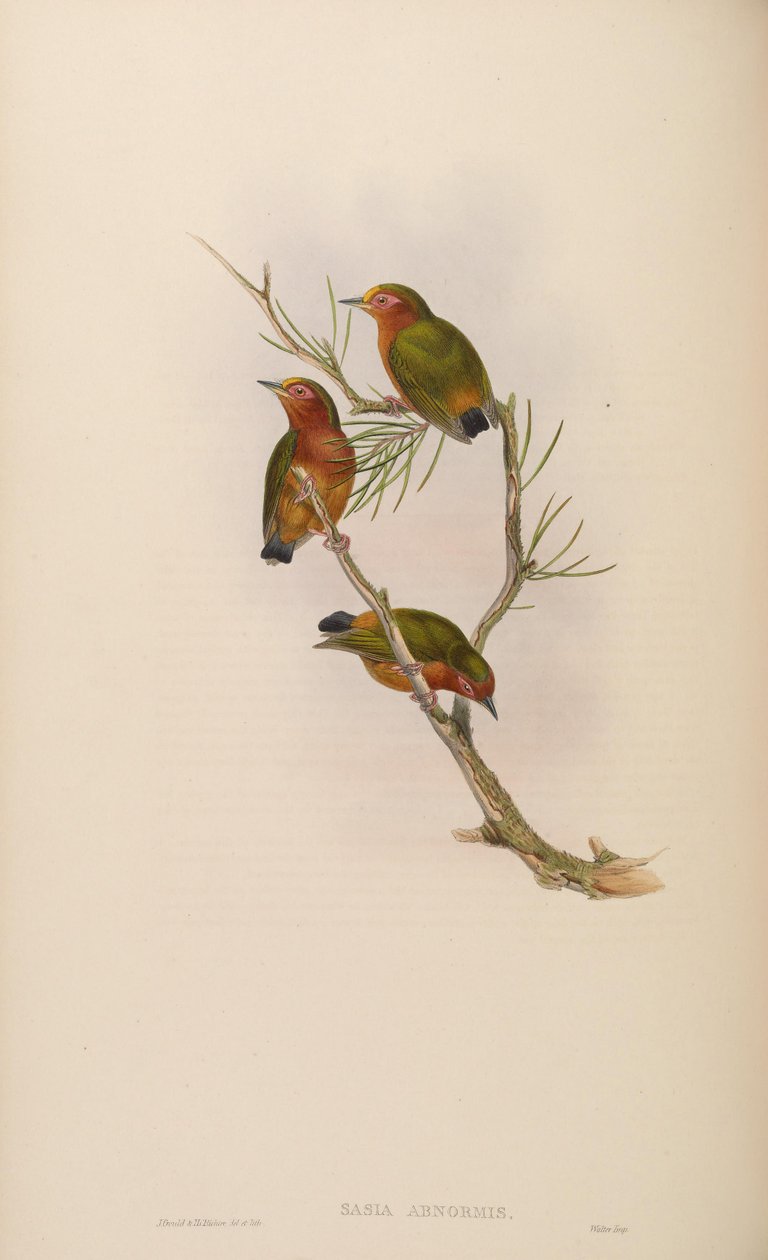 Sasia abnormis door John Gould