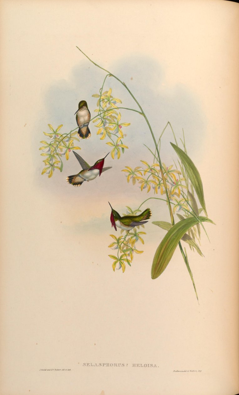 Selasphorus heloisa = Atthis heloisae door John Gould