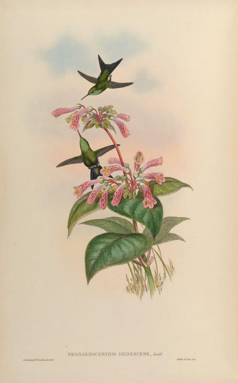 Chlorostilbon aureoventris X Calliphlox amethystina door John Gould