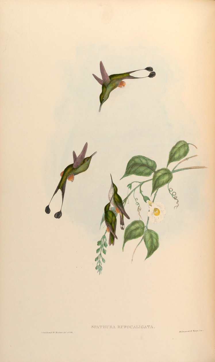 Spathura rufocaligata = Ocreatus underwoodii addae door John Gould