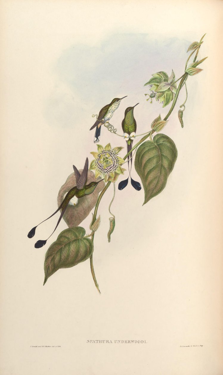 Spathura underwoodi = Ocreatus underwoodii melanantherus door John Gould