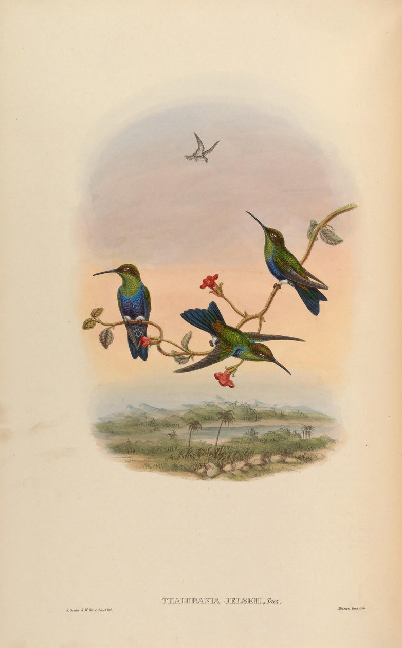 Thalurania jelskii = Thalurania furcata jelskii door John Gould